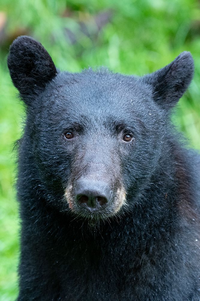 Alaska-Tongass National Forest-Anan Creek. American black bear Face detail.